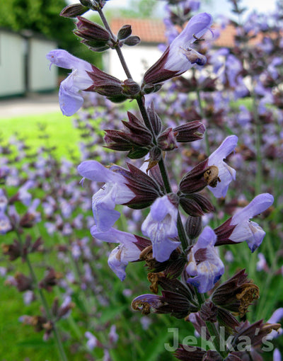 Jekka's: Greek Sage (Salvia officinalis 'Greek')