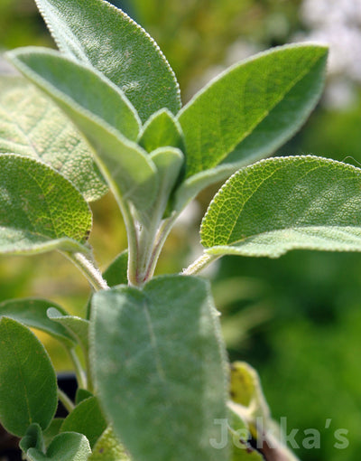 Jekka's: Berggarten Sage (Salvia officinalis 'Berggarten')