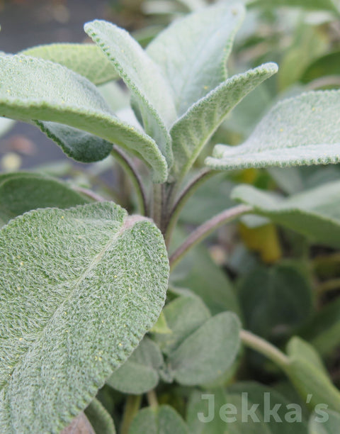 Jekkapedia: Italian Sage