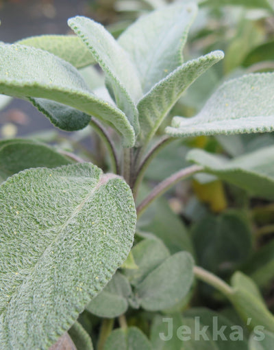 Jekka's: Italian Sage (Salvia officinalis 'Italian')