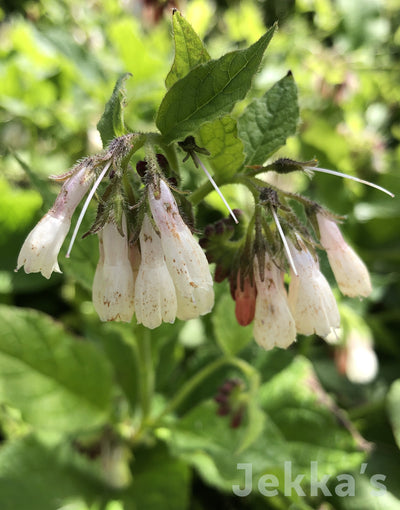 Jekka's: Comfrey 'Hidcote Blue' (Symphytum ibericum 'Hidcote Blue')