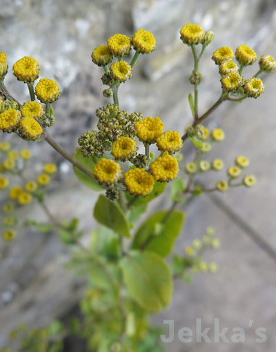 Jekka's: Camphor (Tanacetum balsamita subsp.balsamita)