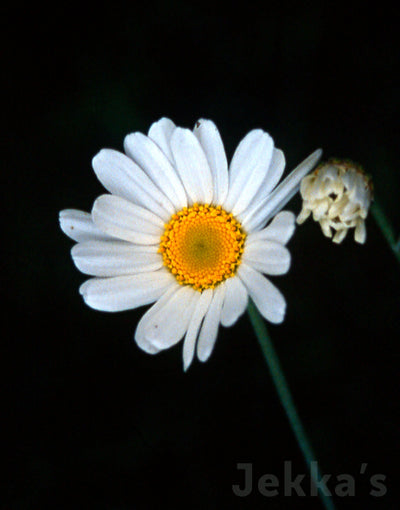 Jekka's: Pyrethrum (Tanacetum cinerariifolium )