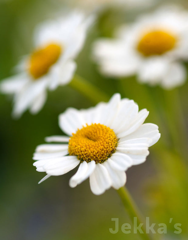 Jekka's: Feverfew (Tanacetum parthenium)