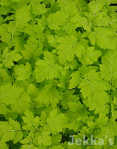 Jekka's: Golden Feverfew (Tanacetum parthenium 'Aureum')