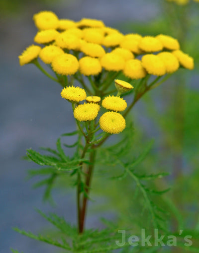 Jekkapedia: Tansy