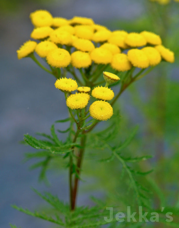 Jekka's: Tansy (Tanacetum vulgare )