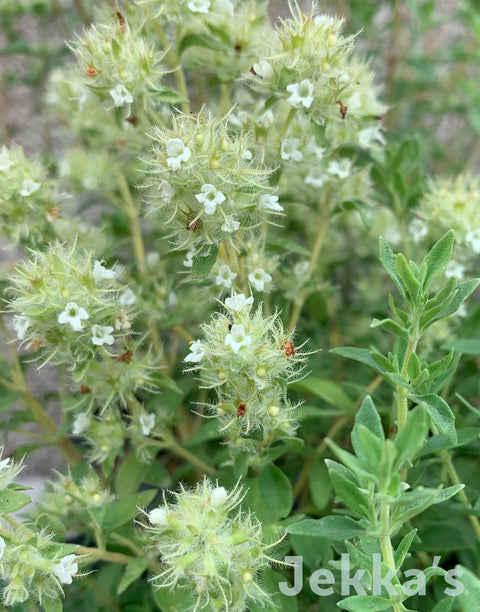 Jekka's: Spanish Thyme (Thymus zygis)