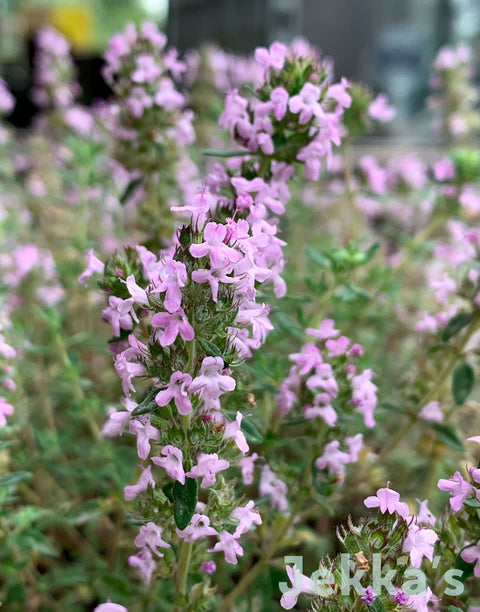 Jekka's: Jekka's Rose Thyme (Thymus ‘Jekka’s Rose’)