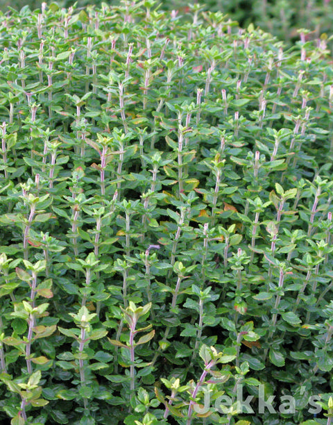 Jekka's: Hedge Germander (Teucrium x lucidrys)