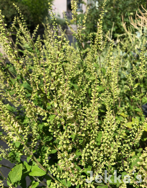 Jekkapedia: Wood Sage