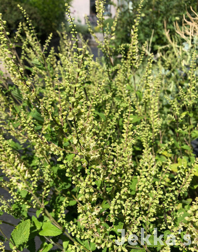 Jekka's: Wood Sage (Teucrium scorodonia)