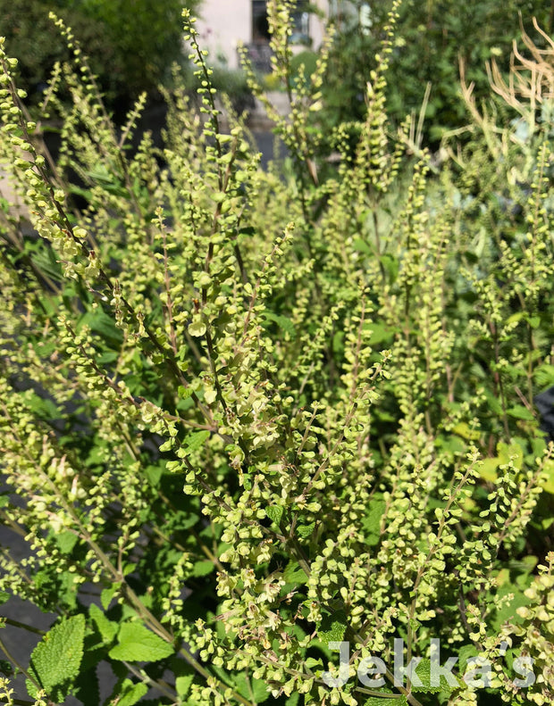 Jekka's: Wood Sage (Teucrium scorodonia)