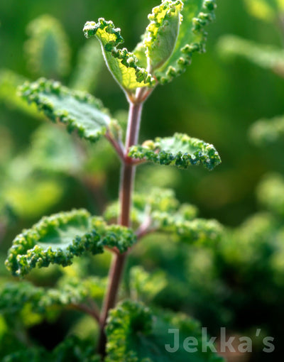 Jekka's: Curly Wood Sage (Teucrium scorodonia 'Crispum')