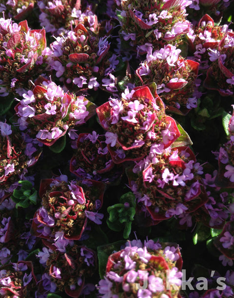Jekka's: Camphor Thyme (Thymus camphoratus )