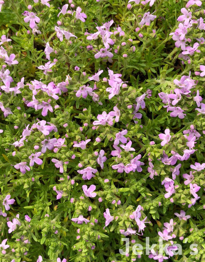 Jekka's: Cretan Thyme (Thymus caespititius )