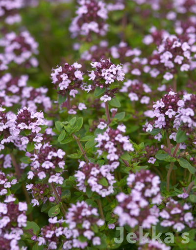 Jekka's: Lemon Thyme (Thymus 'Culinary Lemon')