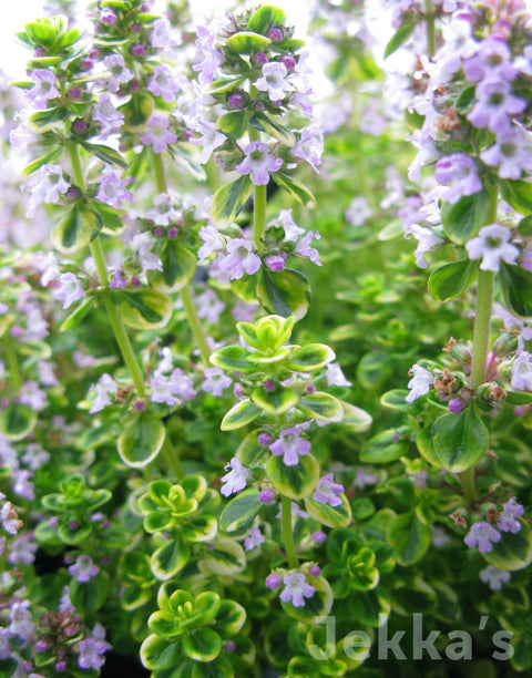 Jekkapedia: Golden Lemon Thyme