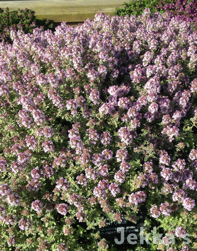 Jekka's: Silver Queen Thyme (Thymus 'Silver Queen')