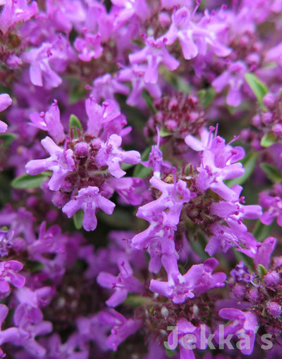 Jekka's: Creeping Red Thyme (Thymus Coccineus Group)