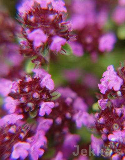 Jekka's: Creeping Lemon Thyme (Thymus pulegioides 'Kurt’)