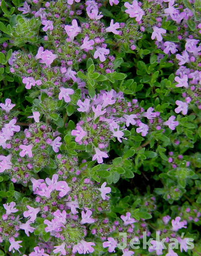 Jekka's: Bressingham Thyme (Thymus 'Bressingham' )