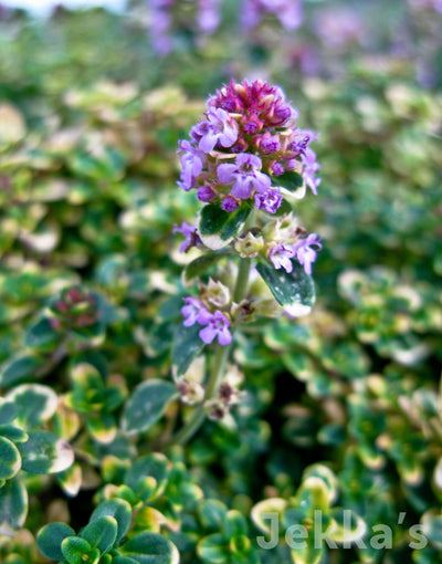 Jekka's: Doone Valley Thyme (Thymus 'Doone Valley')