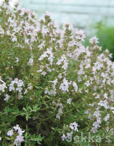 Jekka's: Orange Scented Thyme (Thymus 'Fragrantissimus')