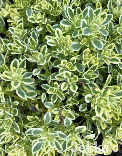 Jekka's: Hartington Silver Thyme (Thymus 'Hartington'Silver')