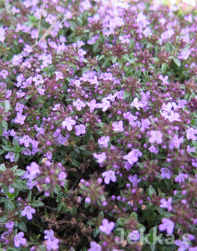 Jekkapedia: Caraway Scented Thyme