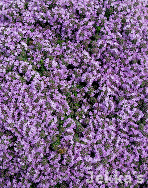 Jekka's: Lilac Time Thyme (Thymus 'Lilac Time')