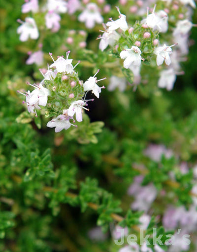 Jekka's: Pinewood Thyme (Thymus 'Pinewood')