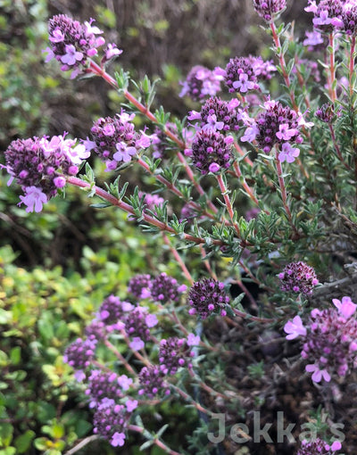 Jekka's: Peter Davis Thyme (Thymus 'Peter Davis’)