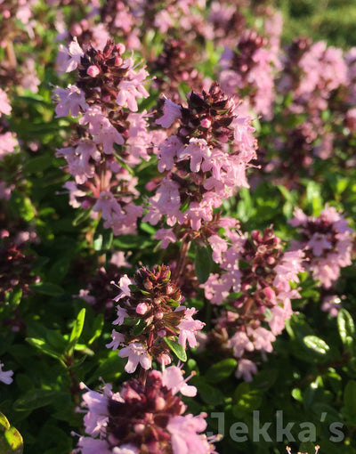 Jekka's: Pink Ripple Thyme (Thymus 'Pink Ripple')