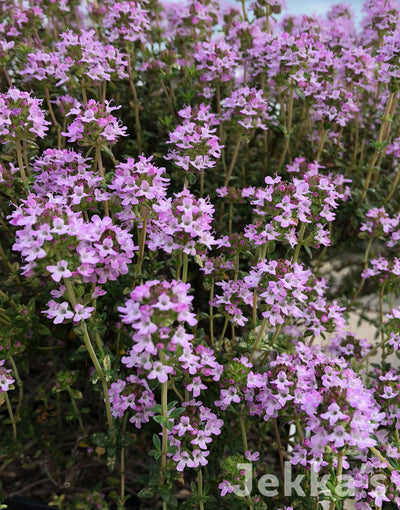 Jekka's: Porlock Thyme (Thymus 'Porlock')