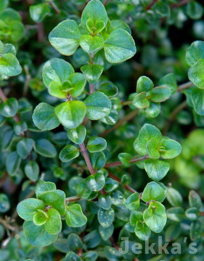 Jekka's: Broad Leaved Thyme (Thymus pulegioides)