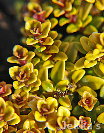 Jekka's: Archers Gold Thyme (Thymus pulegioides 'Archers Gold')