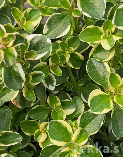 Jekkapedia: Foxley Thyme