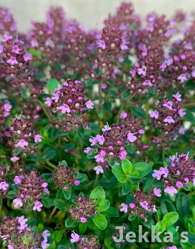 Jekka's: Dillington Thyme (Thymus ‘Dillington’)