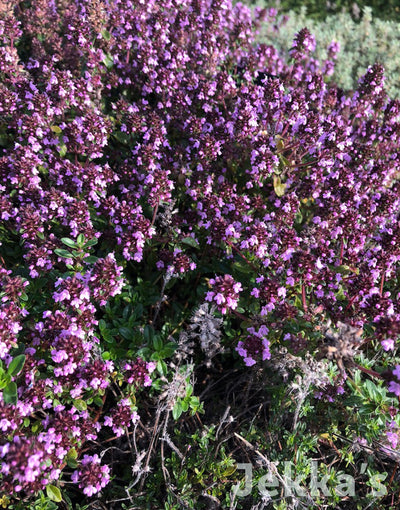 Jekkapedia: Red Start Thyme