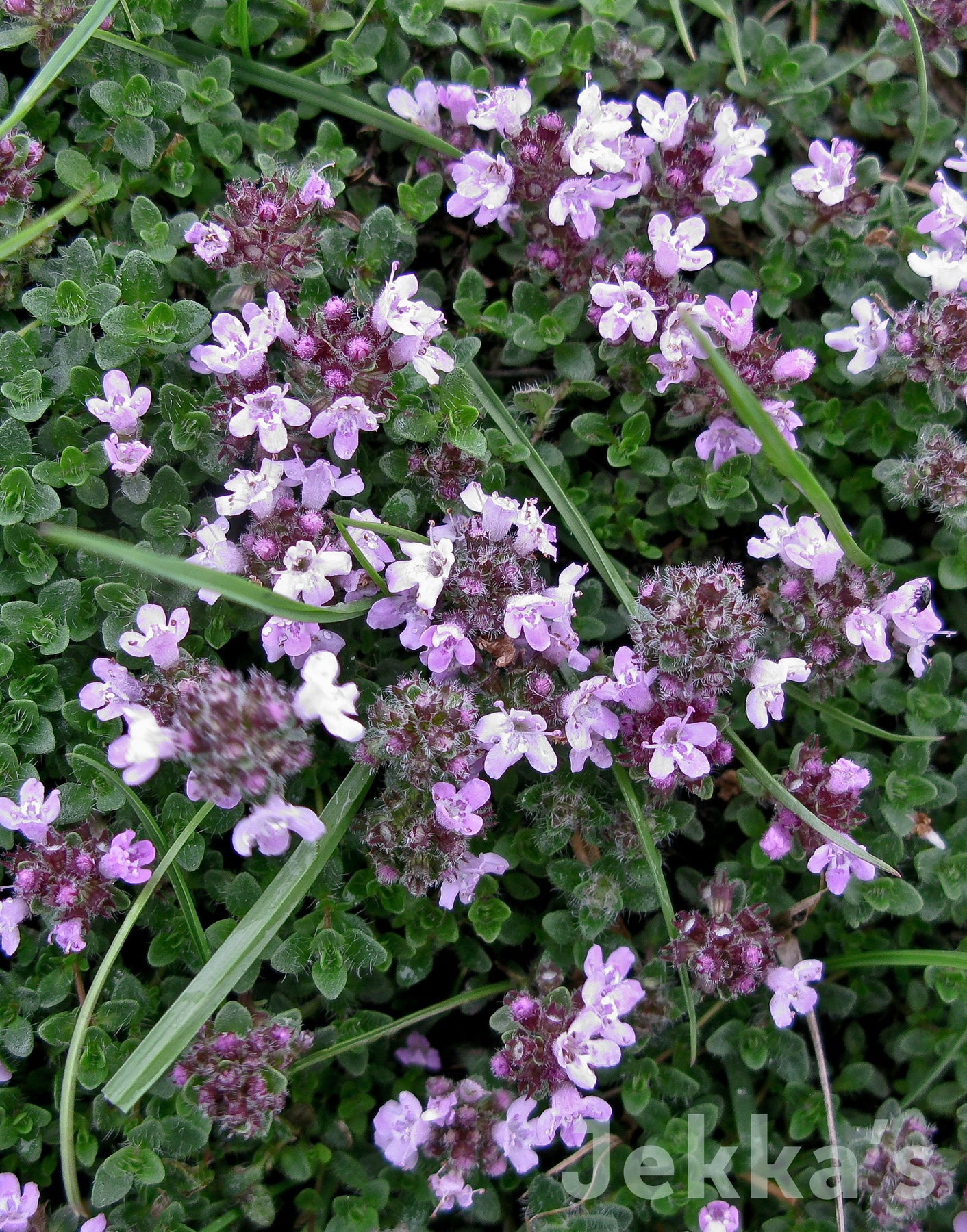Thymus serpyllum L. (Creeping Thyme) Seeds and Plants available to buy. Jekka's