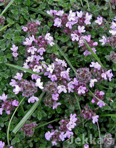 Jekka's: Creeping Thyme (Thymus serpyllum L.)