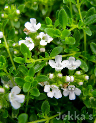 Jekka's: Creeping White Thyme (Thymus var. albus)