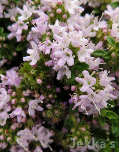 Jekka's: Annie Hall Thyme (Thymus serpyllum 'Annie Hall')