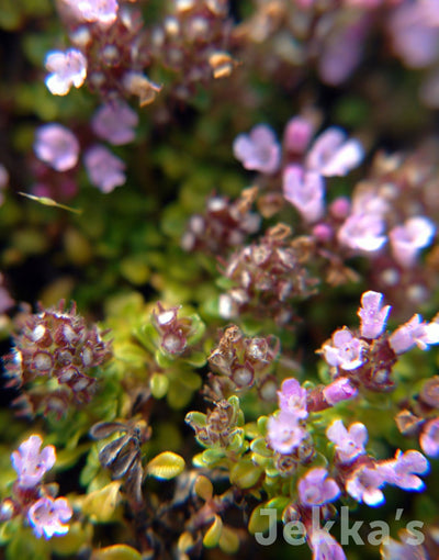 Jekka's: Minor Thyme (Thymus serpyllum 'Minor' (syn minimus) )