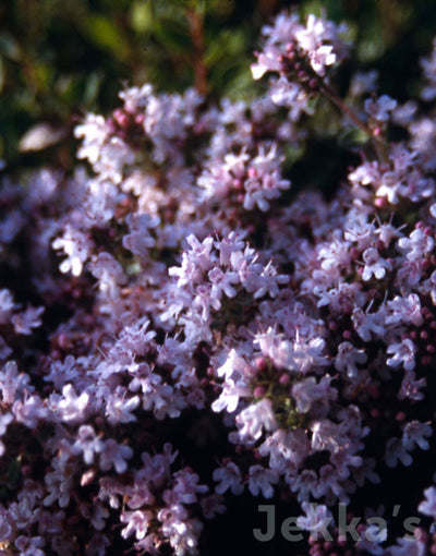 Jekka's: Pink Chintz Thyme (Thymus serpyllum 'Pink Chintz')