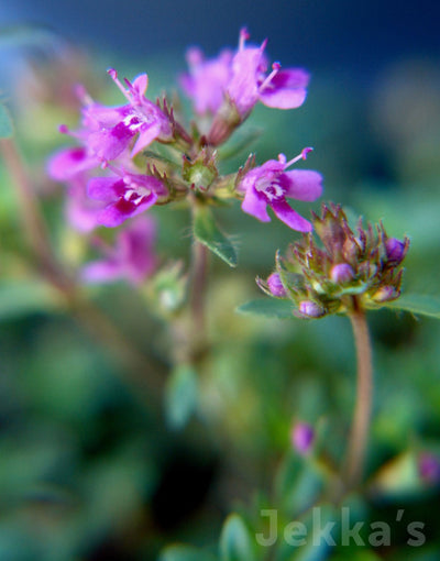 Jekka's: Red Elf Thyme (Thymus (Coccineus Group) 'Red Elf')