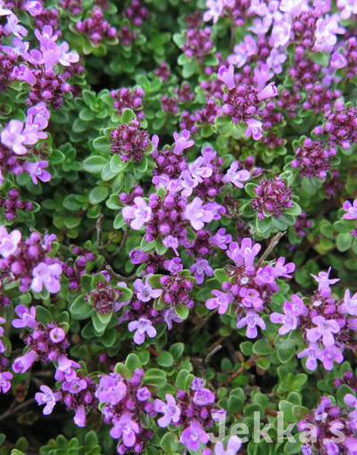 Jekkapedia: Russetings Thyme