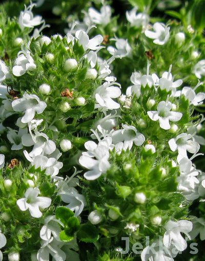 Jekka's: Snowdrift Thyme (Thymus serpyllum 'Snowdrift')