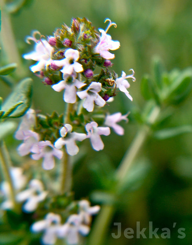 Jekka's: Common Thyme (Thymus vulgaris)